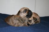 NORFOLK TERRIER 106